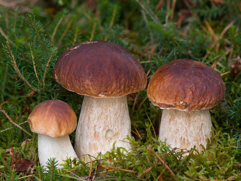 Boletus edulis